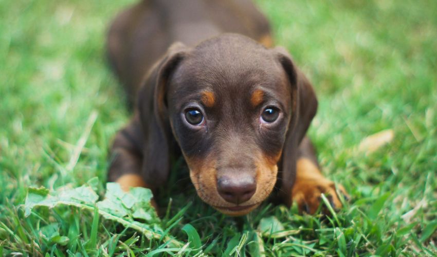 The Ultimate New Dog Owner’s Guide: Essential Puppy Care Tips and Tricks