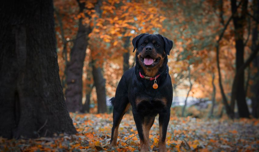 Choosing the Perfect Australian Dog Breed: A Comprehensive Comparison Guide